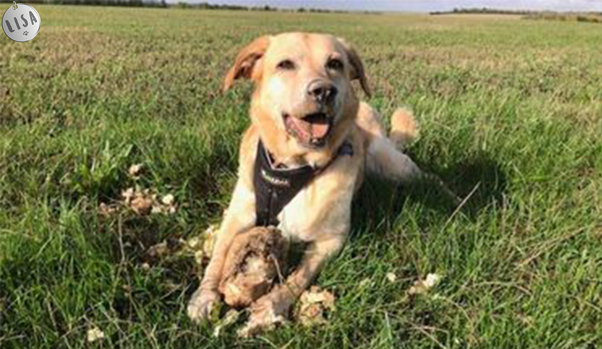 Peter, Labrador débardeur, découvre les betteraves - Association_LISA